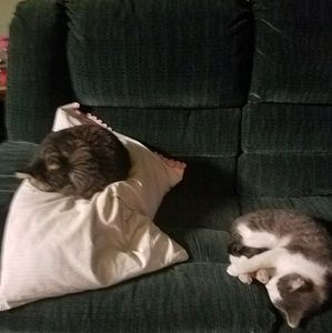 Meet your Posher, Amy